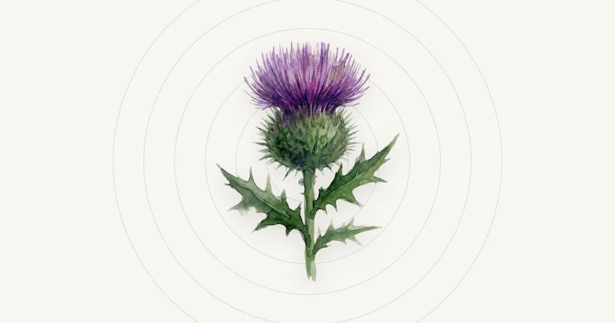 Watercolour Scottish thistle motif, the emblem used for the Scotland quick read