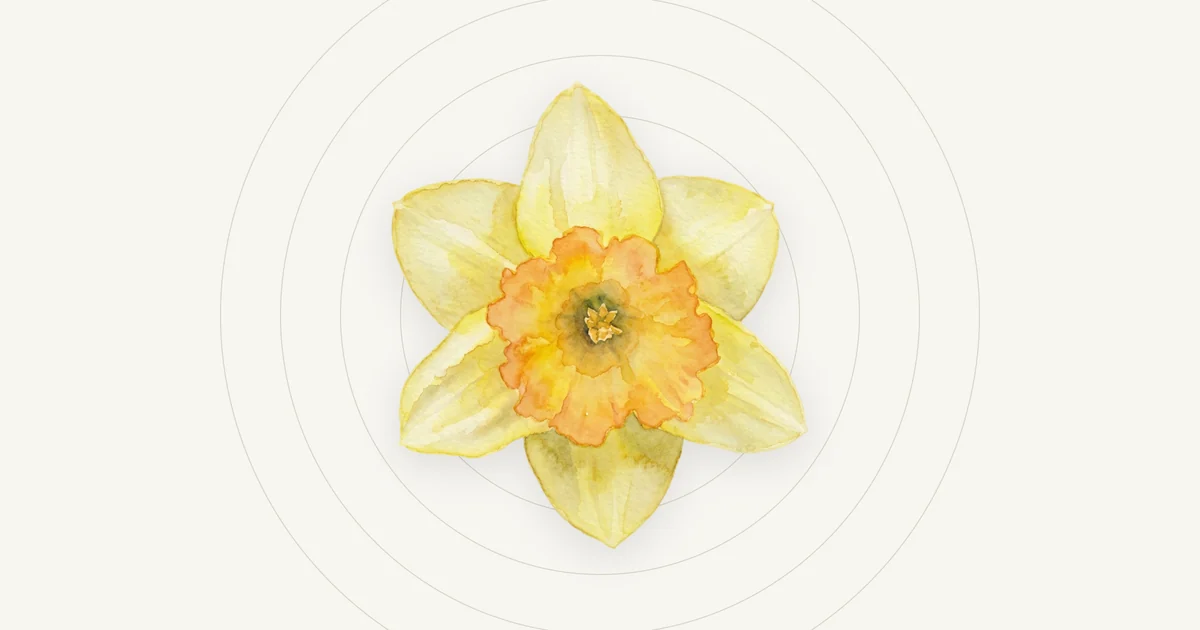 Watercolour Welsh daffodil motif, the emblem used for the Wales quick read