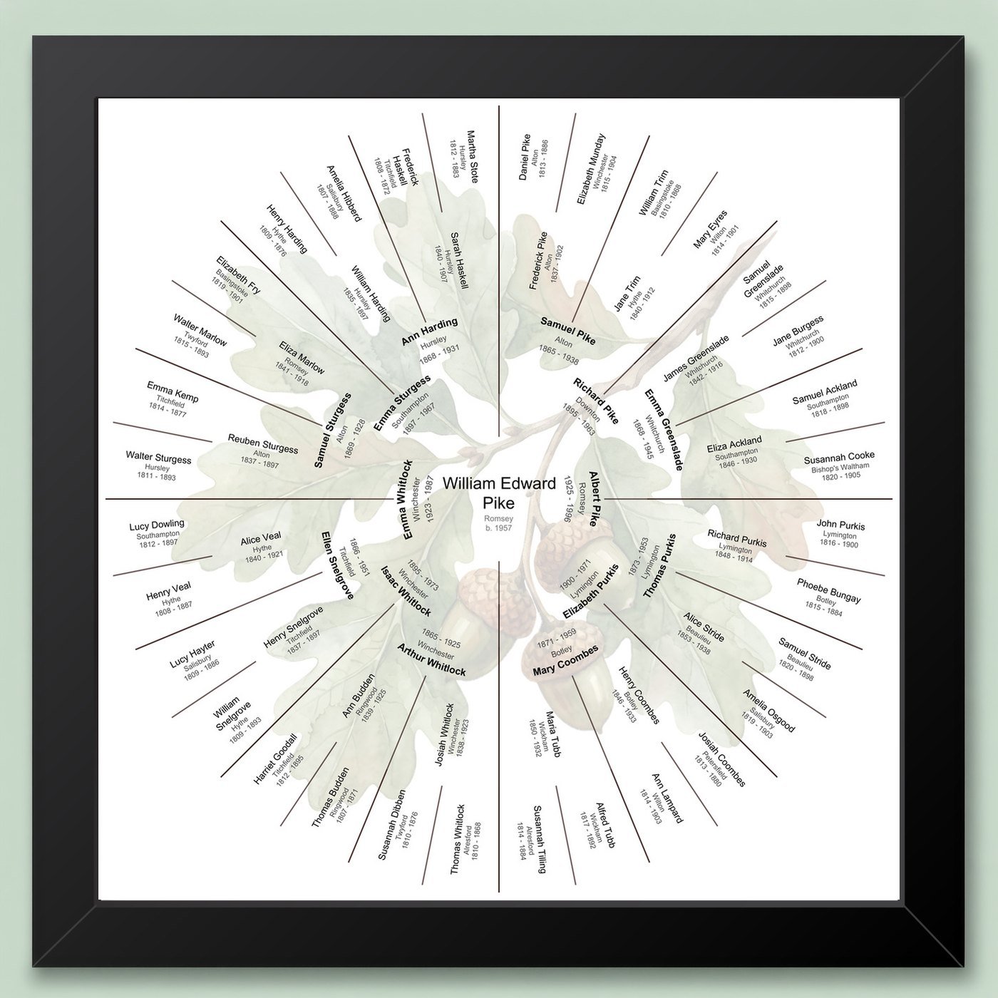 Black-framed six-generation circular family tree chart with an English oak leaves and acorns watercolour motif behind the names, on a pale green wall
