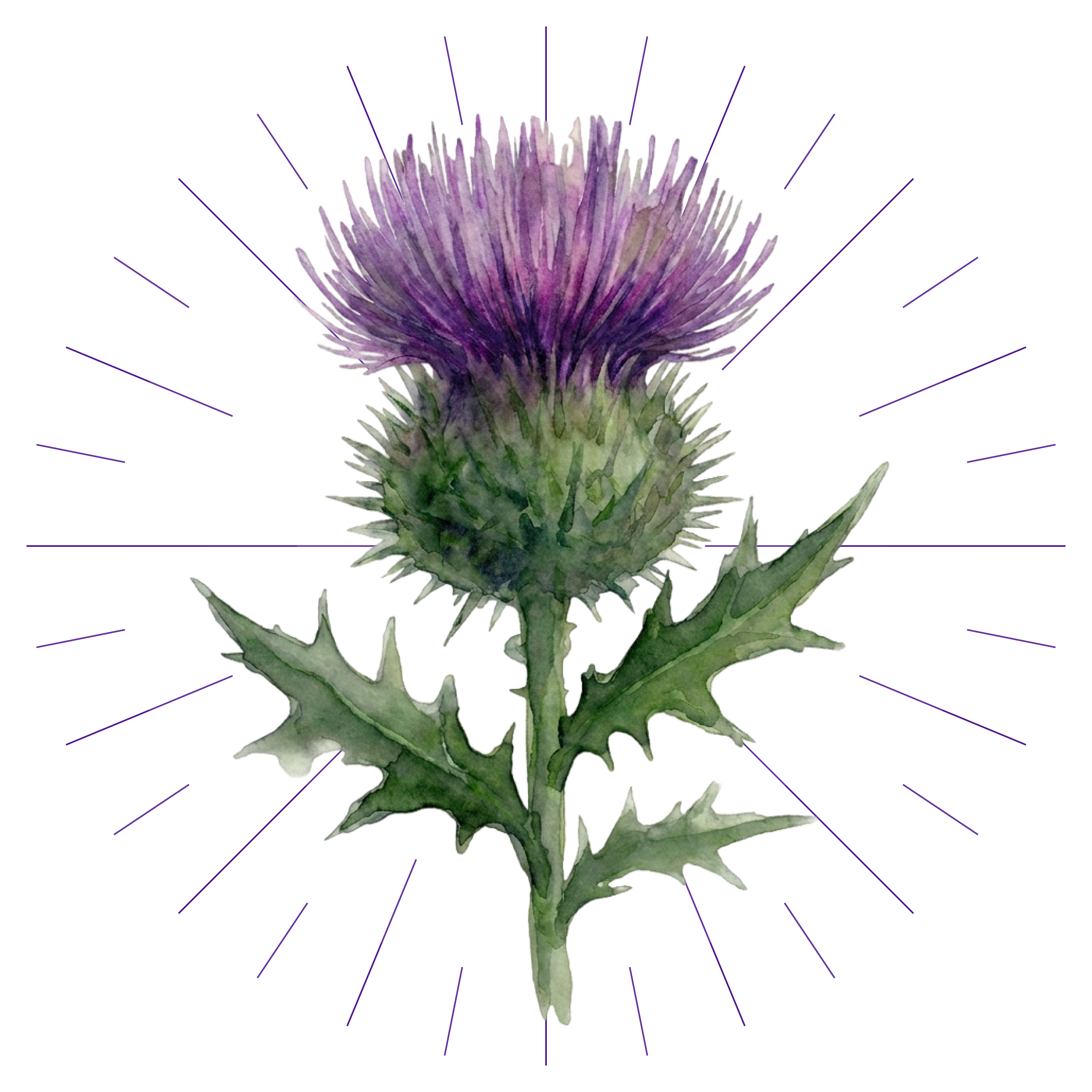 Scottish Thistle Logo